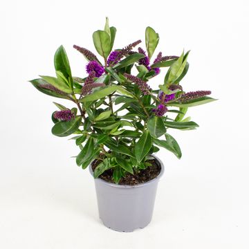 Hebe AKIRI LIGHT PURPLE KIWI