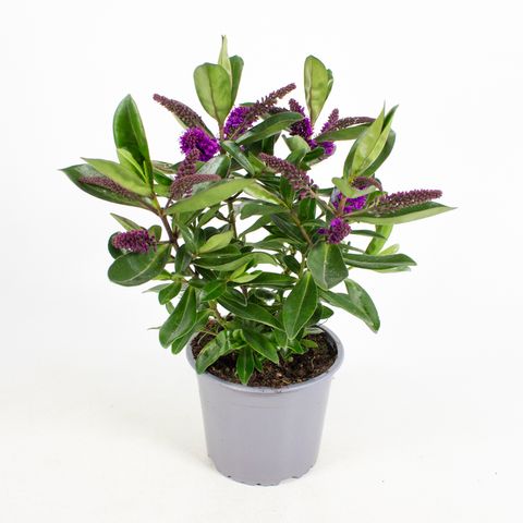 Hebe AKIRI LIGHT PURPLE KIWI