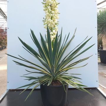 Yucca gloriosa 'Variegata'
