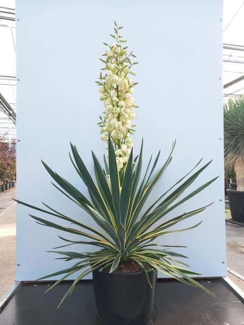 Yucca gloriosa 'Variegata'