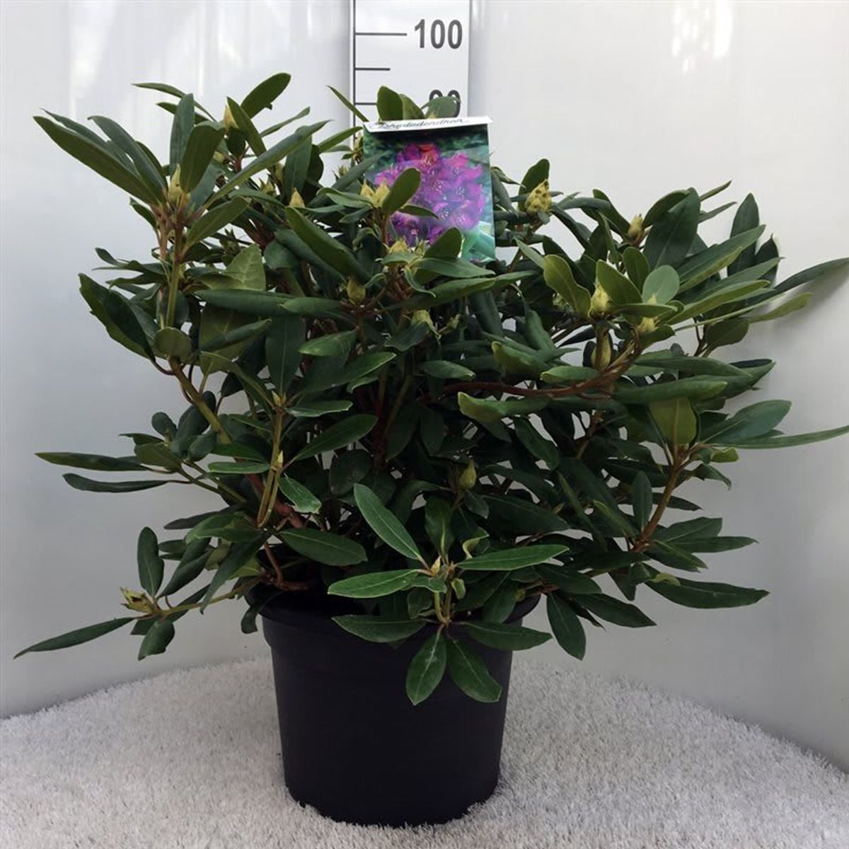 Rhododendron 'Marcel Menard' — Plant Wholesale FlorAccess