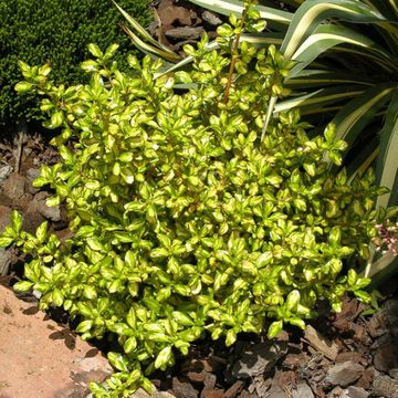 Coprosma 'Lemon and Lime'