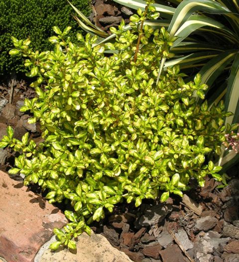 Coprosma 'Lemon and Lime'