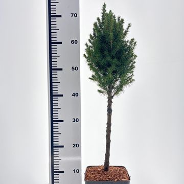 Picea glauca PERFECTA