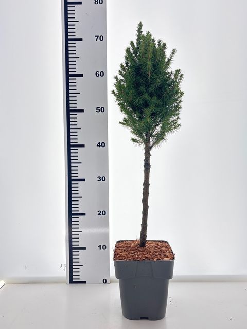 Picea glauca PERFECTA