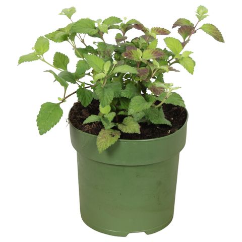 Lippia dulcis 'Colada'