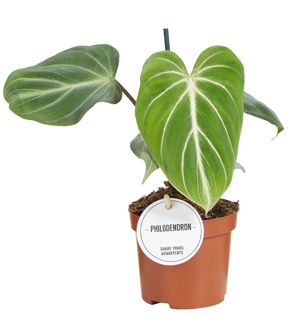 Philodendron gloriosum DARK FORM  Plant Wholesale FlorAccess