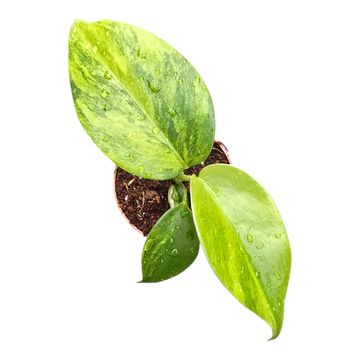 Monstera 'Green on Green'