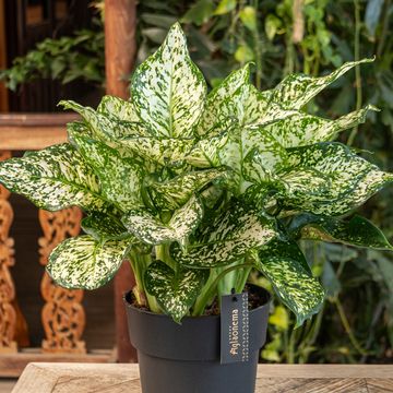 Aglaonema 'Ivory Jade'