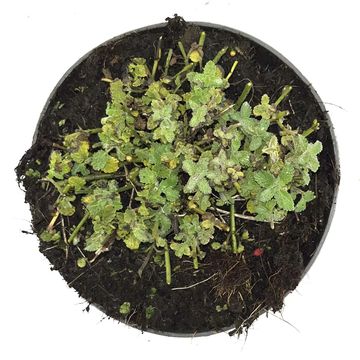 Nepeta 'Purrsian Blue'