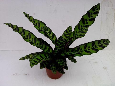 Calathea lancifolia