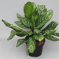 Aglaonema 'Stripes'