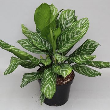 Aglaonema 'Stripes'