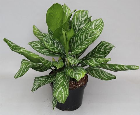 Aglaonema 'Stripes'