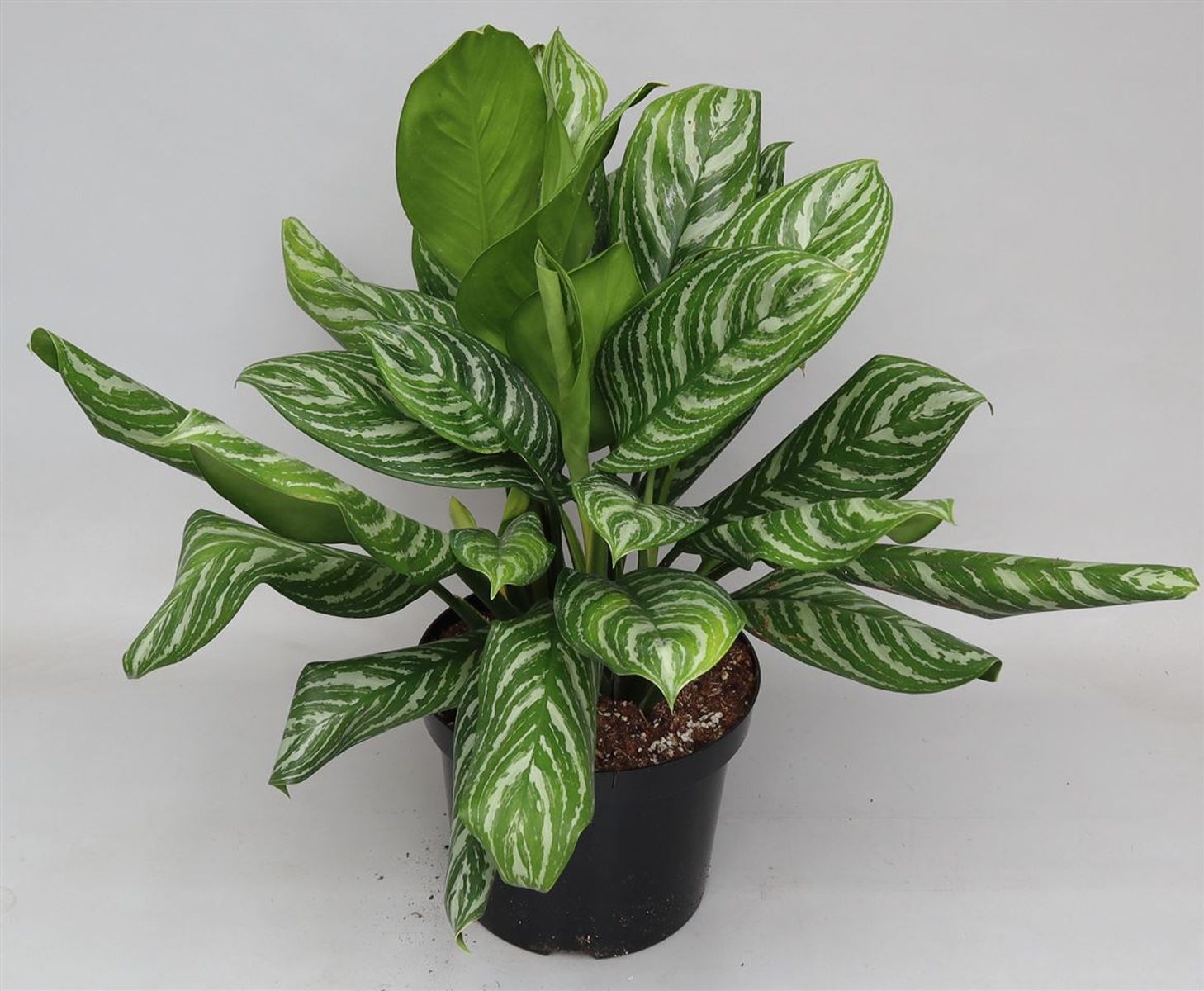 Aglaonema 'Stripes' — Plant Wholesale FlorAccess