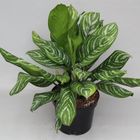 Aglaonema 'Stripes'