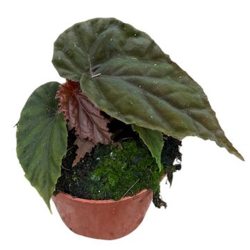 Begonia 'Black Blood'