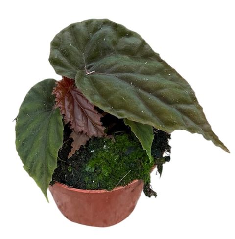 Begonia 'Black Blood'