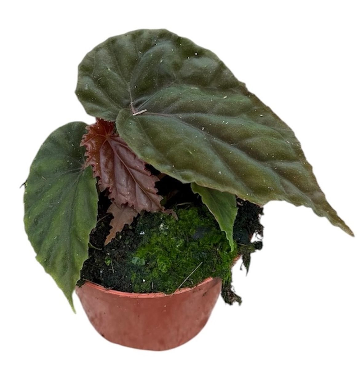 Begonia 'Black Blood' — Растения Оптовая FlorAccess