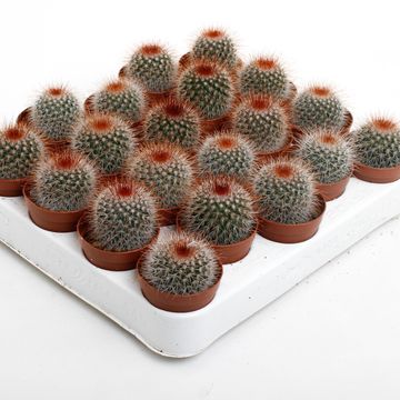 Mammillaria spinosissima