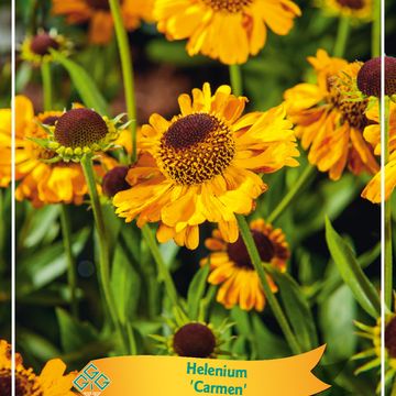 Helenium 'Carmen'
