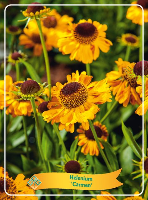 Helenium 'Carmen'