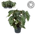 Begonia 'Snowcap'