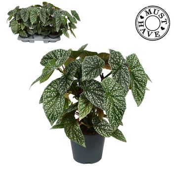 Begonia 'Snowcap'