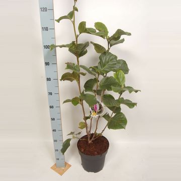 Magnolia denudata FRAGRANT CLOUD