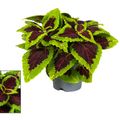 Plectranthus scutellarioides MAIN STREET ALLIGATOR ALLEY