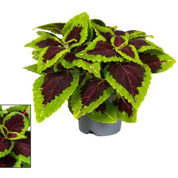 Plectranthus scutellarioides MAIN STREET ALLIGATOR ALLEY