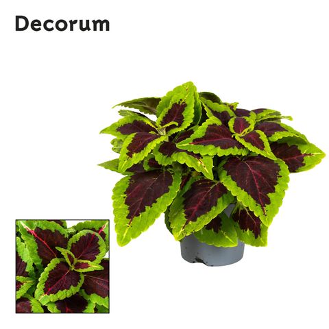 Plectranthus scutellarioides MAIN STREET ALLIGATOR ALLEY