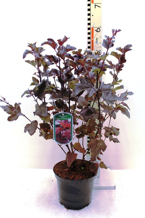 Physocarpus opulifolius DIABLE D'OR