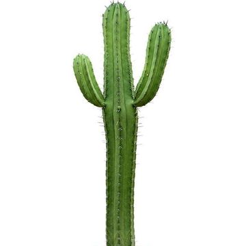 Polaskia chichipe