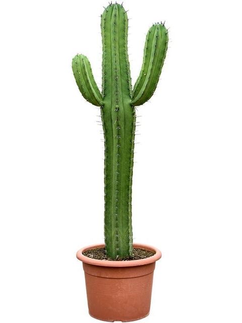 Polaskia chichipe