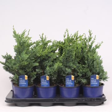 Chamaecyparis lawsoniana 'Wisselii'