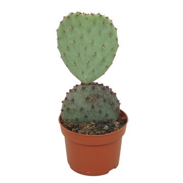 Opuntia aurea