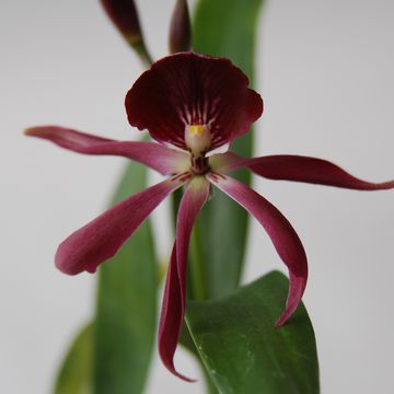 x Epicattleya Black Comet