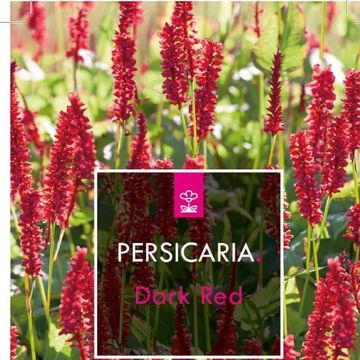 Persicaria amplexicaulis 'Dark Red'