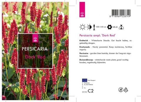 Persicaria amplexicaulis 'Dark Red'