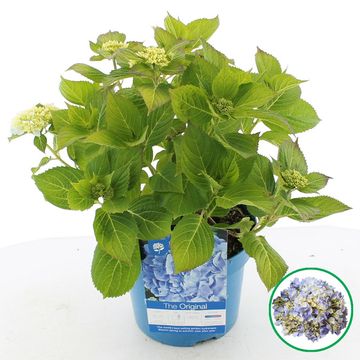 Hydrangea macrophylla MIX