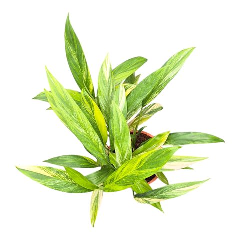 Epipremnum amplissimum 'Variegata'