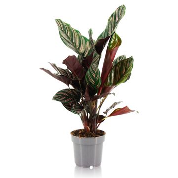 Calathea ornata