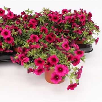 Calibrachoa MINIFAMOUS PURPLE