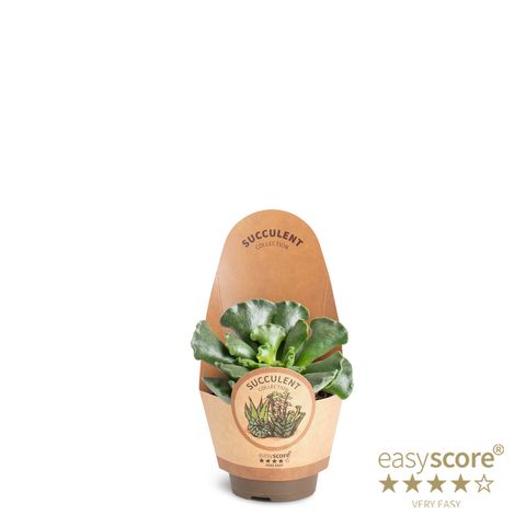 Adromischus cooperi