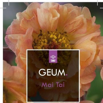 Geum rivale 'Mai Tai'