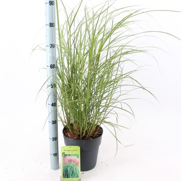 Miscanthus sinensis 'Red Chief'
