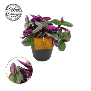Tradescantia albiflora 'Nanouk'
