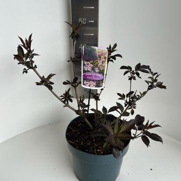 Sambucus nigra BLACK BEAUTY