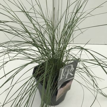 Muhlenbergia capillaris